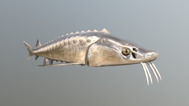 Russian sturgeon Model 3D .c4d .max .obj .3ds .fbx .stl .blend