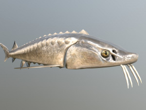 Russian sturgeon 3D Model