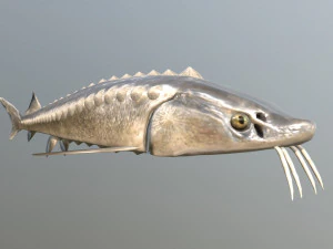 esturjão russo Modelo 3D