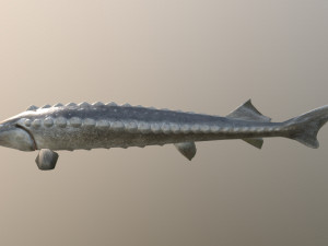 Russian sturgeon Model 3D