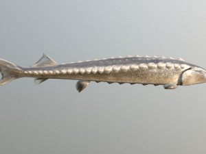 Russian sturgeon Model 3D