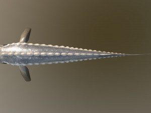 Russian sturgeon Model 3D