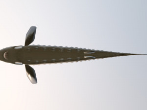 Russian sturgeon Model 3D