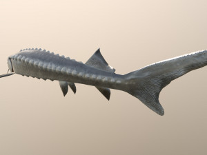 Russian sturgeon Model 3D