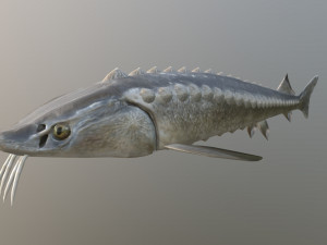 Russian sturgeon Model 3D