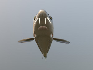 Russian sturgeon Model 3D