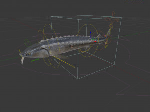 Russian sturgeon Model 3D