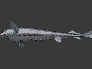Russian sturgeon Model 3D