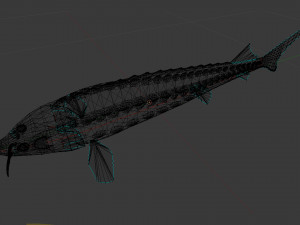 Russian sturgeon Model 3D