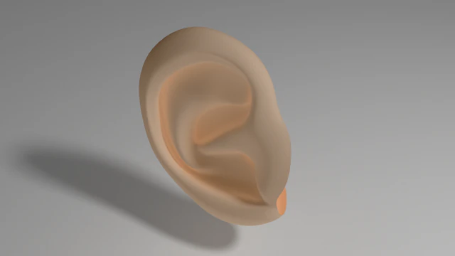 ear 3D Model .c4d .max .obj .3ds .fbx .stl .blend 