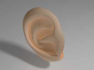 ear 3D 모델