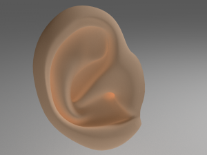 ear Model 3D