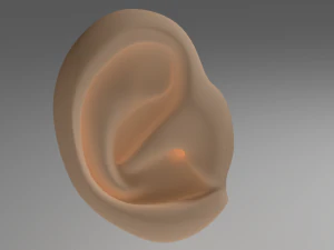 ear 3D Model
