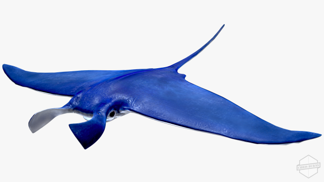 Manta ray Model 3D .c4d .max .obj .3ds .fbx .stl .blend 