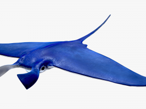Manta ray Modello 3D