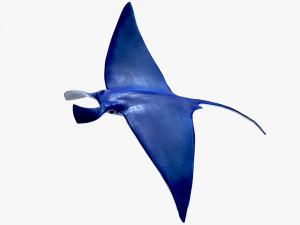 Manta ray 3D Model