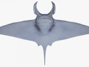 Manta ray Model 3D