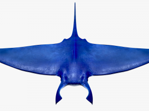 Manta ray Model 3D