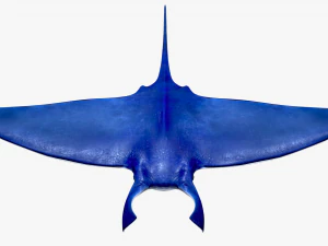 Manta ray 3D Model