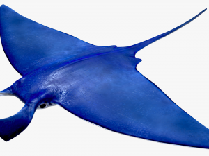 Manta ray Model 3D