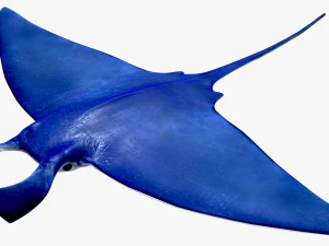 Manta ray 3D Model