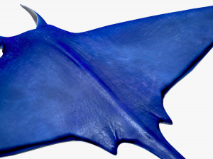 Manta ray Model 3D