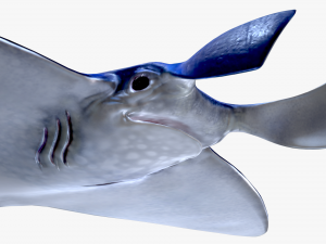 Manta ray Model 3D