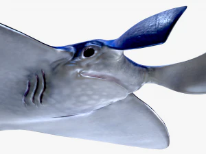 Manta ray 3D Model