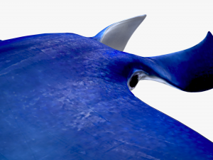 Manta ray Model 3D