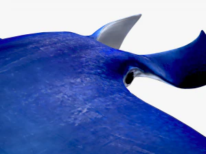 Manta ray 3D Model