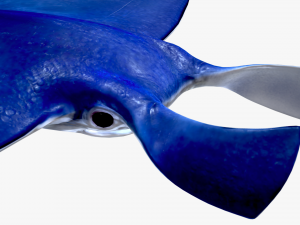 Manta ray Model 3D
