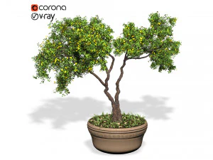 decorative ornamental tree plant 01 3D Model