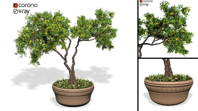 decorative ornamental tree plant 01 3D Model .c4d .max .obj .3ds .fbx .stl .blend 