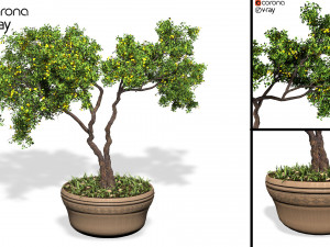 decorative ornamental tree plant 01 3D Модель