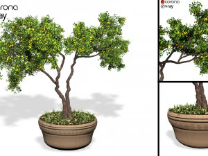 dekoratif süs ağacı bitkisi 01 3D Model