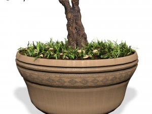 decorative ornamental tree plant 01 3D Model