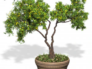 decorative ornamental tree plant 01 3D Model