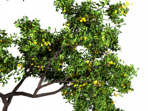 decorative ornamental tree plant 01 3D 模型