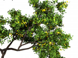 decorative ornamental tree plant 01 3D Model