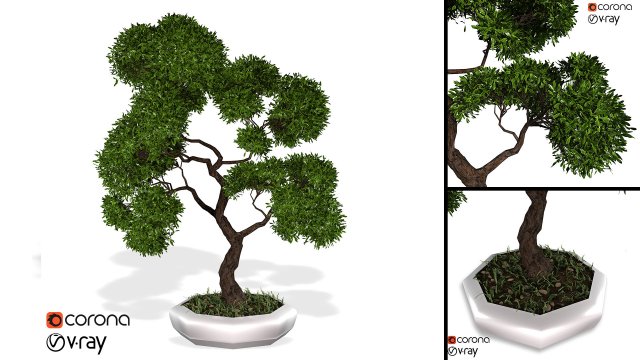 decorative ornamental tree plant 02 3D Model .c4d .max .obj .3ds .fbx .stl .blend 