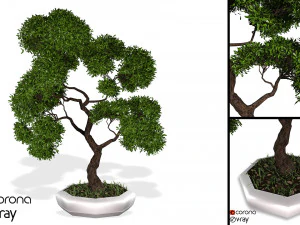 decorative ornamental tree plant 02 3D Model