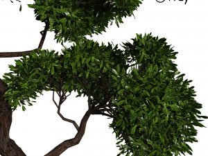decorative ornamental tree plant 02 3D Model