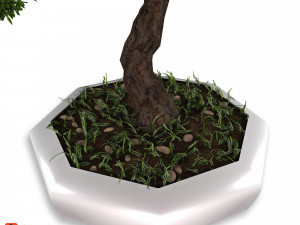 decorative ornamental tree plant 02 3D Model