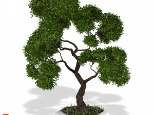 decorative ornamental tree plant 02 3D Model