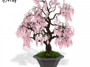 decorative ornamental tree plant 03 3D Model