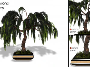 decorative ornamental tree plant 04 3D Model