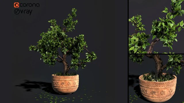 decorative ornamental tree plant 05 3D Model .c4d .max .obj .3ds .fbx .stl .blend 