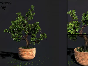 decorative ornamental tree plant 05 3D Model