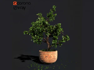 decorative ornamental tree plant 05 3D Model