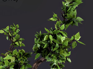 decorative ornamental tree plant 05 Modello 3D